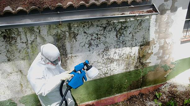 Trusted Attic Mold Removal service in Rhodesdale, MD - Cheap Mold Removal